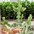 Euphorbia cooperi, Verzweigt, im 17cm Topf, H�he 55cm, Breite 30cm