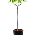 Euphorbia dendroides (120-150), Stamm, im 32cm Topf, H�he 135cm, Breite 50cm
