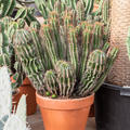 Euphorbia enopla, Verzweigt, im 35cm Topf, H�he 80cm, Breite 60cm