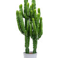 Euphorbia erytrea 2pp, Verzweigt, im 27cm Topf, H�he 140cm, Breite 40cm