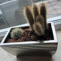 Euphorbia erytrea, Euphorbia erytrea