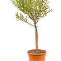 Euphorbia fiherenensis, Verzweigt, im 27cm Topf, H�he 105cm, Breite 50cm