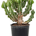 Euphorbia fortissima (65-75), Verzweigt, im 30cm Topf, H�he 80cm, Breite 60cm