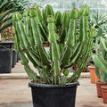 Euphorbia fortissima, Verzweigt, im 30cm Topf, H�he 120cm, Breite 45cm