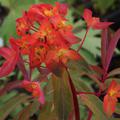 Himalaja-Wolfsmilch 'Dixter', Bl�tenstand