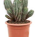 Euphorbia horrida, im 25cm Topf, H�he 50cm, Breite 25cm