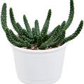 Euphorbia inermis, im 17cm Topf, H�he 20cm, Breite 20cm