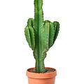 Euphorbia ingens (100-120), Verzweigt, im 32cm Topf, H�he 110cm, Breite 45cm