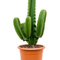 Euphorbia ingens, Verzweigt, im 27cm Topf, H�he 80cm, Breite 35cm