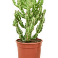 Euphorbia lactea 'Compacta', Verzweigt, im 17cm Topf, H�he 50cm, Breite 40cm