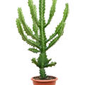 Euphorbia lactea, Verzweigt, im 22cm Topf, H�he 90cm, Breite 350cm