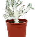Euphorbia lactea 'White Ghost', Verzweigt, im 17cm Topf, H�he 40cm, Breite 20cm