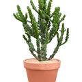 Euphorbia mayuranathanii, Verzweigt, im 27cm Topf, H�he 120cm, Breite 55cm