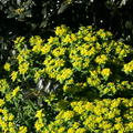 Euphorbia polychroma