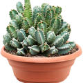 Euphorbia resinifera (30-40), Busch, im 30cm Topf, H�he 35cm, Breite 30cm