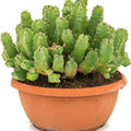 Euphorbia resinifera, Busch, im 25cm Topf, H�he 35cm, Breite 30cm