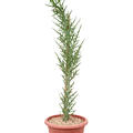 Euphorbia stenoclada, Verzweigt, im 25cm Topf, H�he 125cm, Breite 35cm