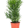 Euphorbia tirucalli, Bush, im 24cm Topf, H�he 80cm, Breite 40cm