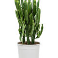 Euphorbia triangularis, Verzweigt, im 27cm Topf, H�he 100cm, Breite 45cm