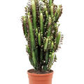 Euphorbia trigona 'Rubra', Verzweigt, im 20cm Topf, H�he 55cm, Breite 30cm