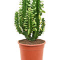 Euphorbia undulatifolia (55-65cm), Verzweigt, im 21cm Topf, H�he 60cm, Breite 25cm