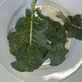 Everkale, Greenwave, Kohl, Brassica, Gem�se (Bra-ol 39)