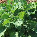 Ewiger Kohl D'Aubenton's Green