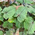Baumspinat Fagopyrum cymosum, Ewiges Gem�se�, EverVeg�