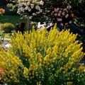 F�rberginster Bl�ten, F�rberginster 'Royal Gold'