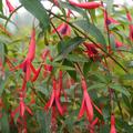 Fuchsia hatschbachii