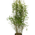 Fargesia murieliae 'Jumbo', Busch, im 32cm Topf, H�he 110cm, Breite 60cm