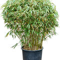 Fargesia robusta 'Pingwu', Busch, im 33cm Topf, H�he 100cm, Breite 70cm