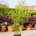 Fargesia rufa, Busch, im 26cm Topf, H�he 125cm, Breite 50cm
