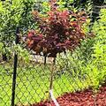 Fasanenspiere 'Little Angel' Zierst�mmchen, Physocarpus opulifolius 'Little Angel'