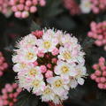 Physocarpus opulifolius Tiny Wine Fasanenspiere