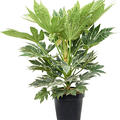 Fatsia japonica 'Spider Web', Tuff, im 24cm Topf, H�he 75cm, Breite 40cm