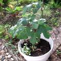 Feigenbaum Dauphine, Gustissimo�-Feigen im Freiland, syn. Rosetta, Ficus, Sommerfeige