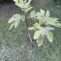 Feigenbaum Figuier Panach�, Ficus carica