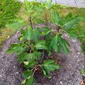 Feigenbaum Gustis� Hellas, Ficus carica