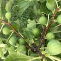 Feigenbaum Gustis Ficcolino, Ficus carica