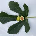 Feigenbaum Marseillaise, Ficus carica, Frucht