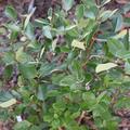 Feijoa 'Zealand Seedling', Acca sellowiana 'Zealand Seedling' 