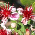 Feijoa (Acca sellowiana) Brasilianische Guave