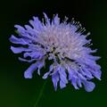 Feld - Witwenblume, Wildblumen, Knautia arvensis
