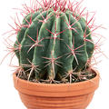 Ferocactus covillei, Kugel, im 17cm Topf, H�he 21cm, Breite 18cm