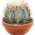 Ferocactus glaucescens, Kugel, im 21cm Topf, H�he 20cm, Breite 23cm