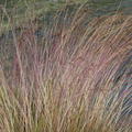 Festuca amethystina
