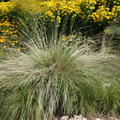 Festuca mairei
