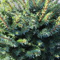 Die Nadeln von Picea omorika 'Nana'