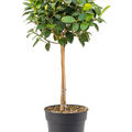 Ficu srubiginosa 'Australis', Stamm, im 24cm Topf, H�he 90cm, Breite 60cm